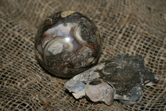 farmukan-58.jpg