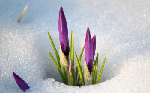 1338139832_best-hd-wallpapers-5-65.jpg