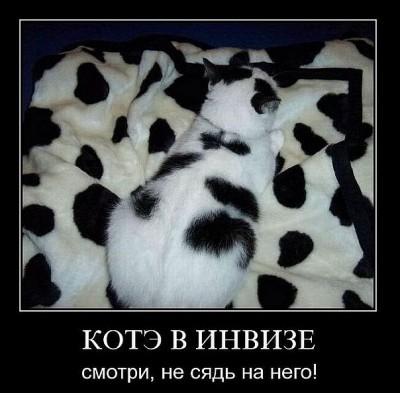 котЭ.jpg