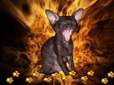 wallpapers_cats_2-1.jpg