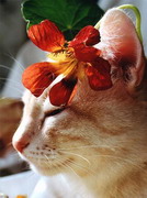 wallpapers_cats_25-1.jpg