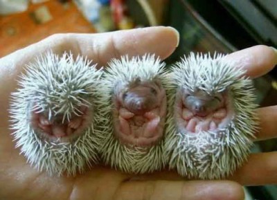 ����� 3_little_hedgehogs.jpg