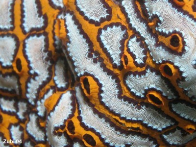 Botrylloides-leachii3.jpg