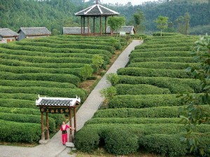 Tea-plantations-of-China3-300x224.jpg