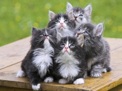 5 котят.jpg