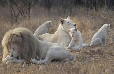 white lions1.jpg