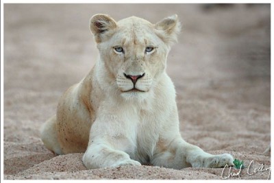 white lioness.jpg