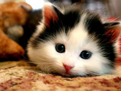 cute-cat.jpg