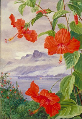 hibiscus.jpg