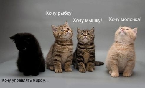 котики.jpg