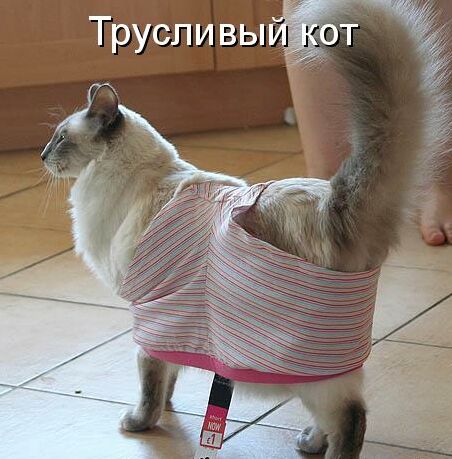 звериная тема-8.jpg