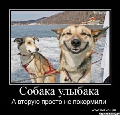 звериная тема-21.jpg
