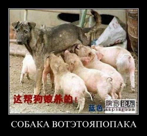 звериная тема-18.jpg