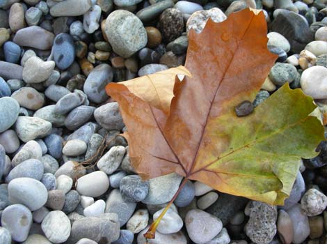 берег Женевского озера.jpg